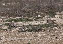 Horned Larks _0743